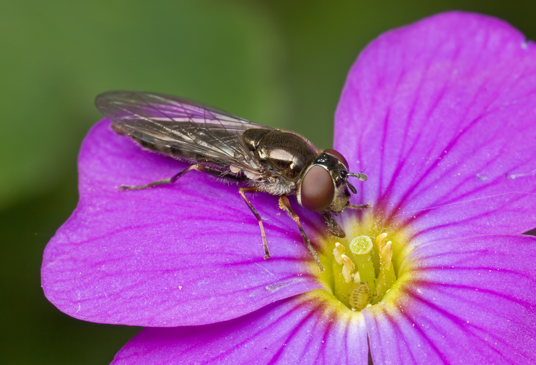 Hoverfly 2